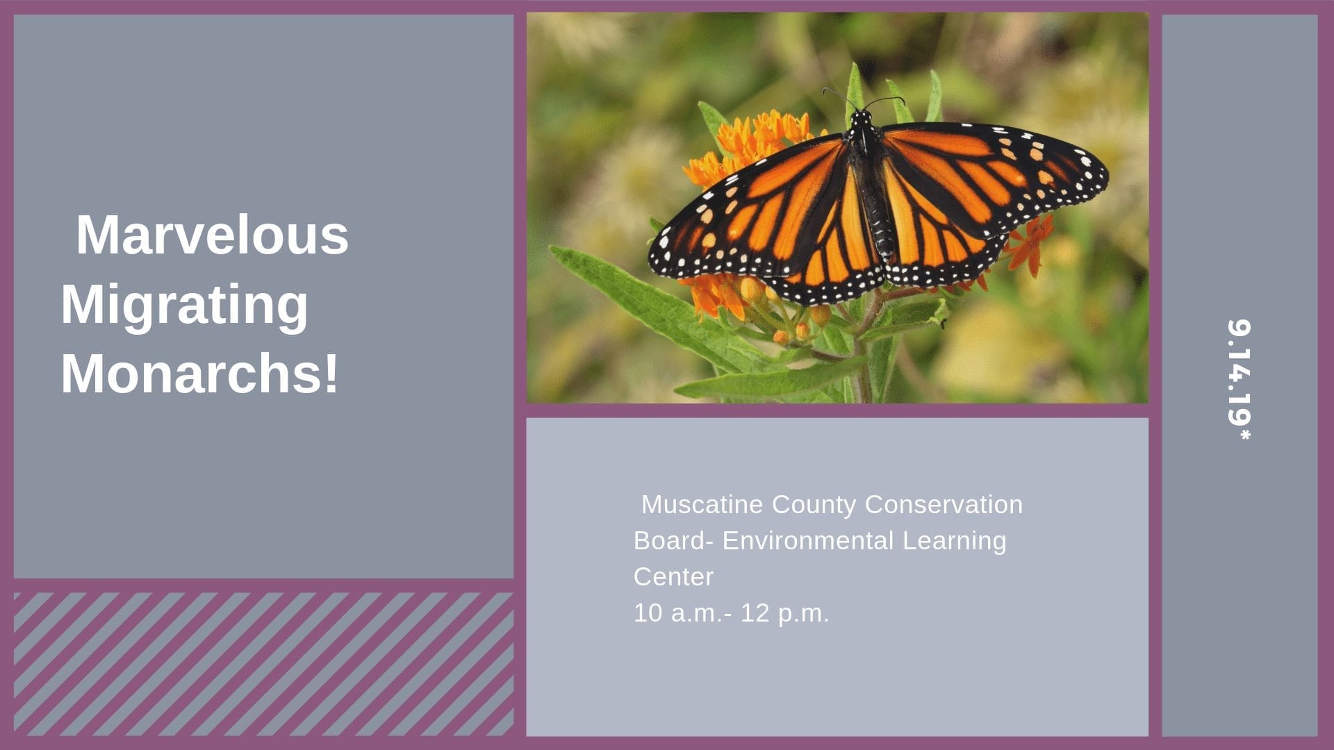Marvelous Migrating Monarchs!