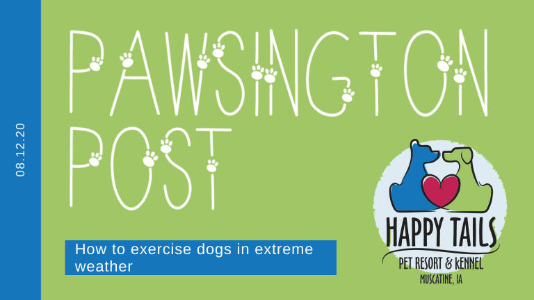 How to exercise dogs in extreme weather