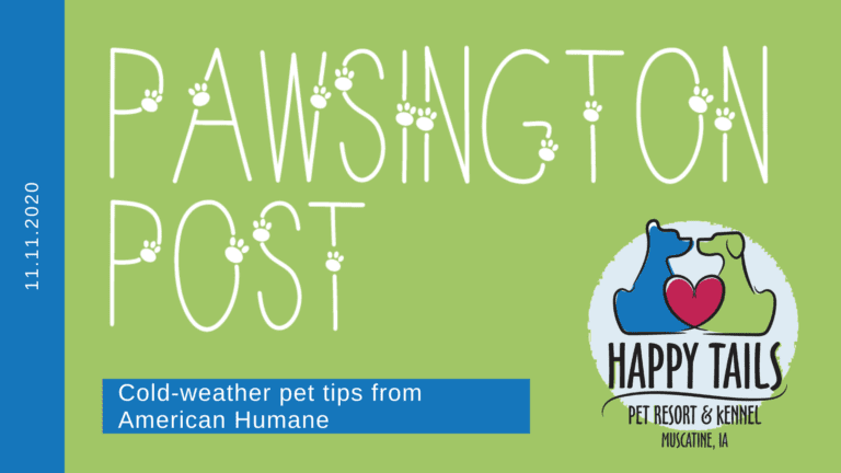 Cold-weather pet tips from American Humane