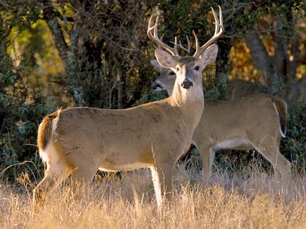 Public meeting on City deer hunting season August 19