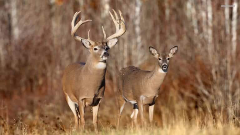 Bow hunting season for deer inside City limits is set