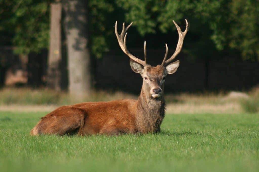 Qualification Shoot is scheduled for bow hunting deer in City