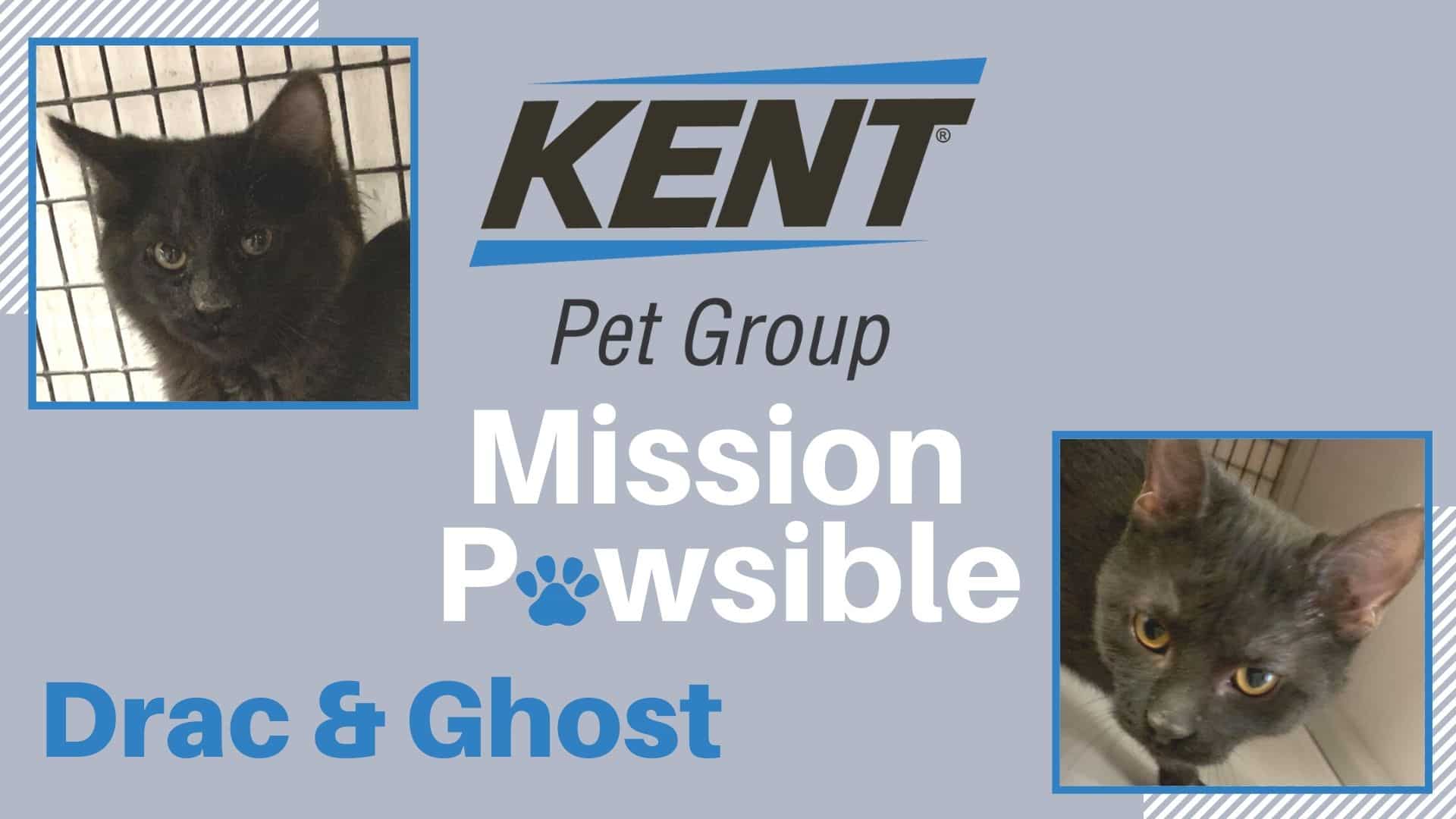 Featured Image Mission Pawsible (14)
