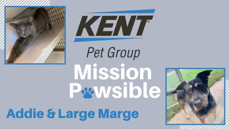 Mission Pawsible Nov. 3