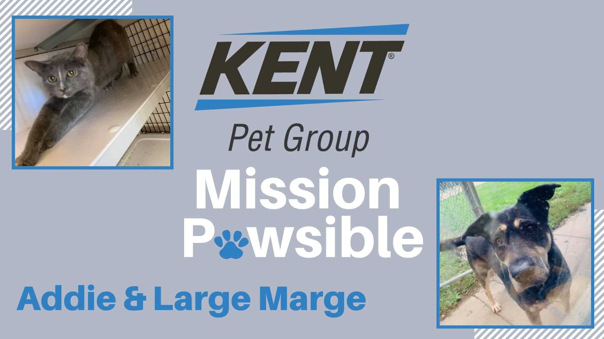 Featured Image Mission Pawsible (15)
