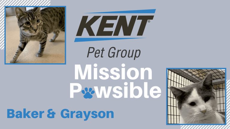 Mission Pawsible Dec. 08