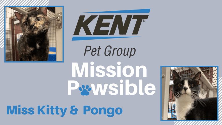 Mission Pawsible Dec. 29