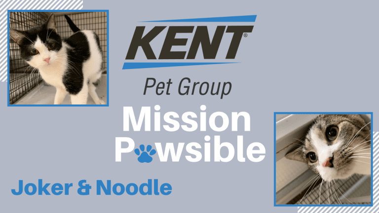 Mission Pawsible Feb. 02