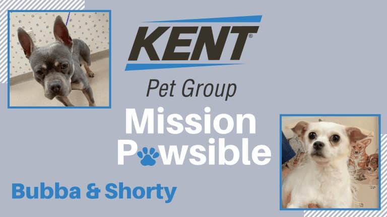 Mission Pawsible Feb. 16