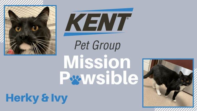 Mission Pawsible Mar. 02