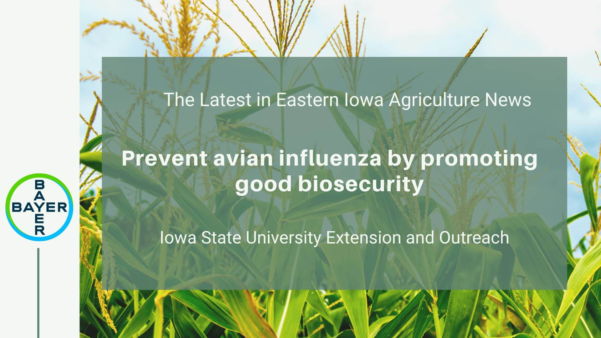 Prevent avian influenza by promoting good biosecurity