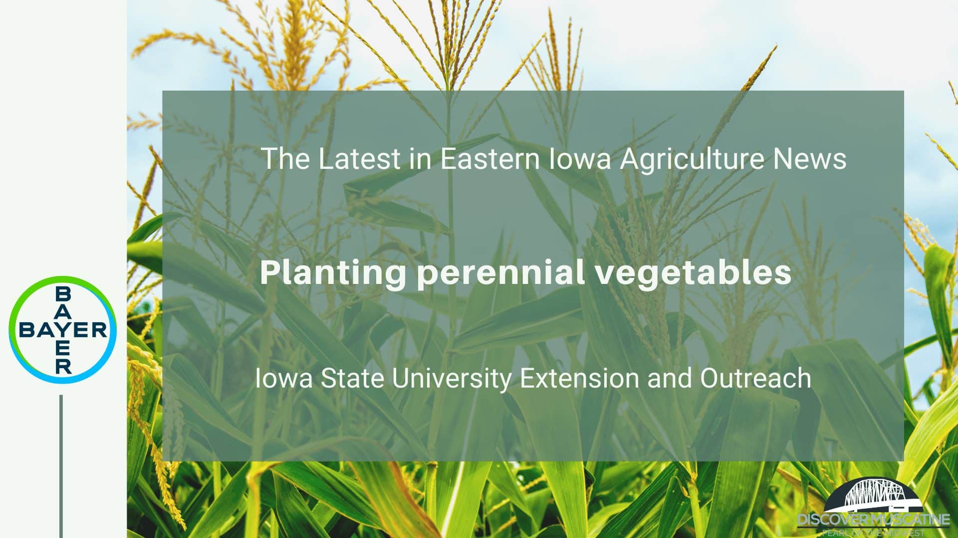 Planting perennial vegetables