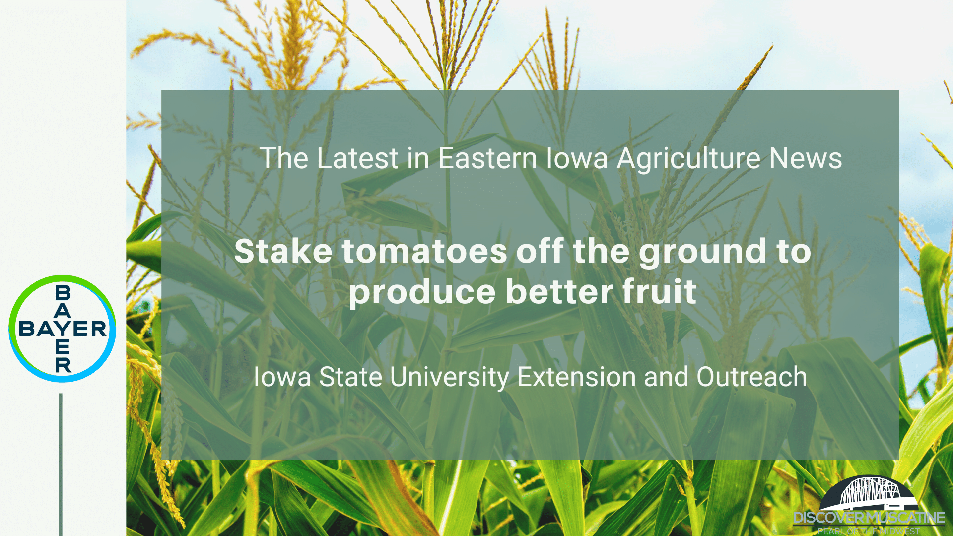 Stake tomatoes off the ground to produce better fruit