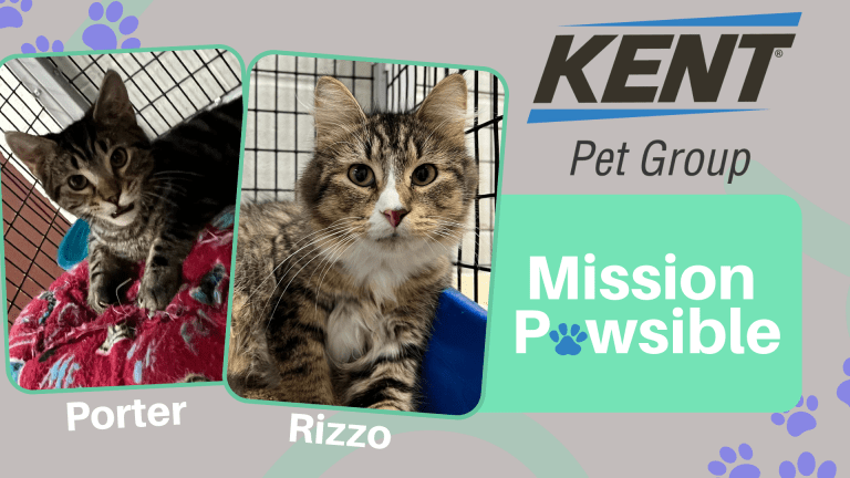 Mission Pawsible Nov. 16