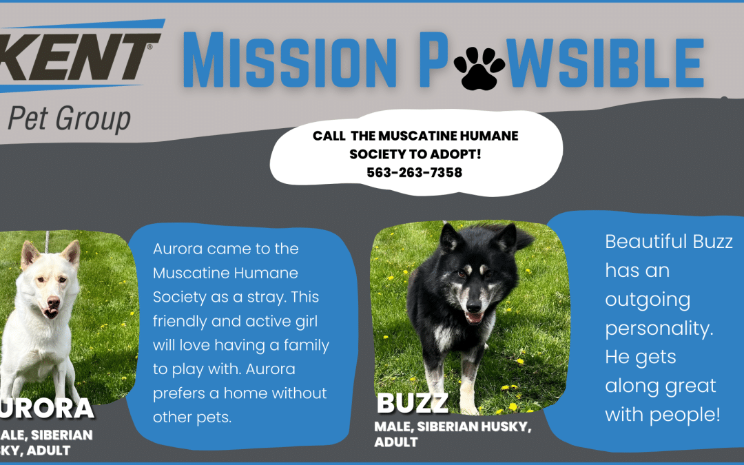 mission pawsible aurora and buzz 2