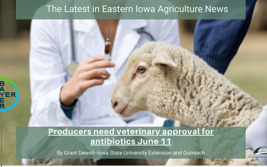 producers need veterinary approval for antibiotics june 11