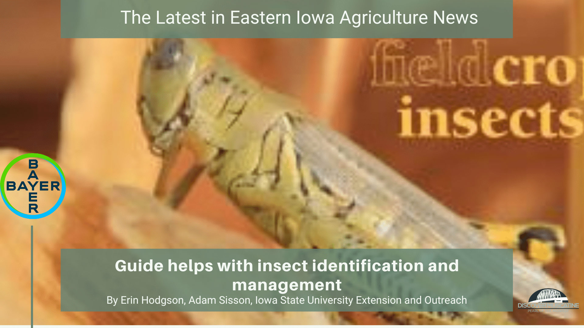 guide-helps-with-insect-identification-and-management-discover-muscatine