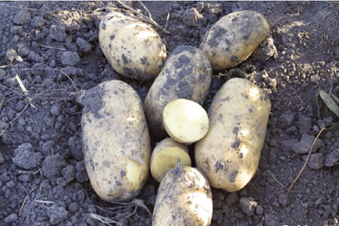 potatoes after harvest 480