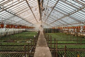 greenhouse image