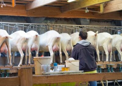 Dairy Goat Management Seminars Planned in Northwest and Eastern Iowa
