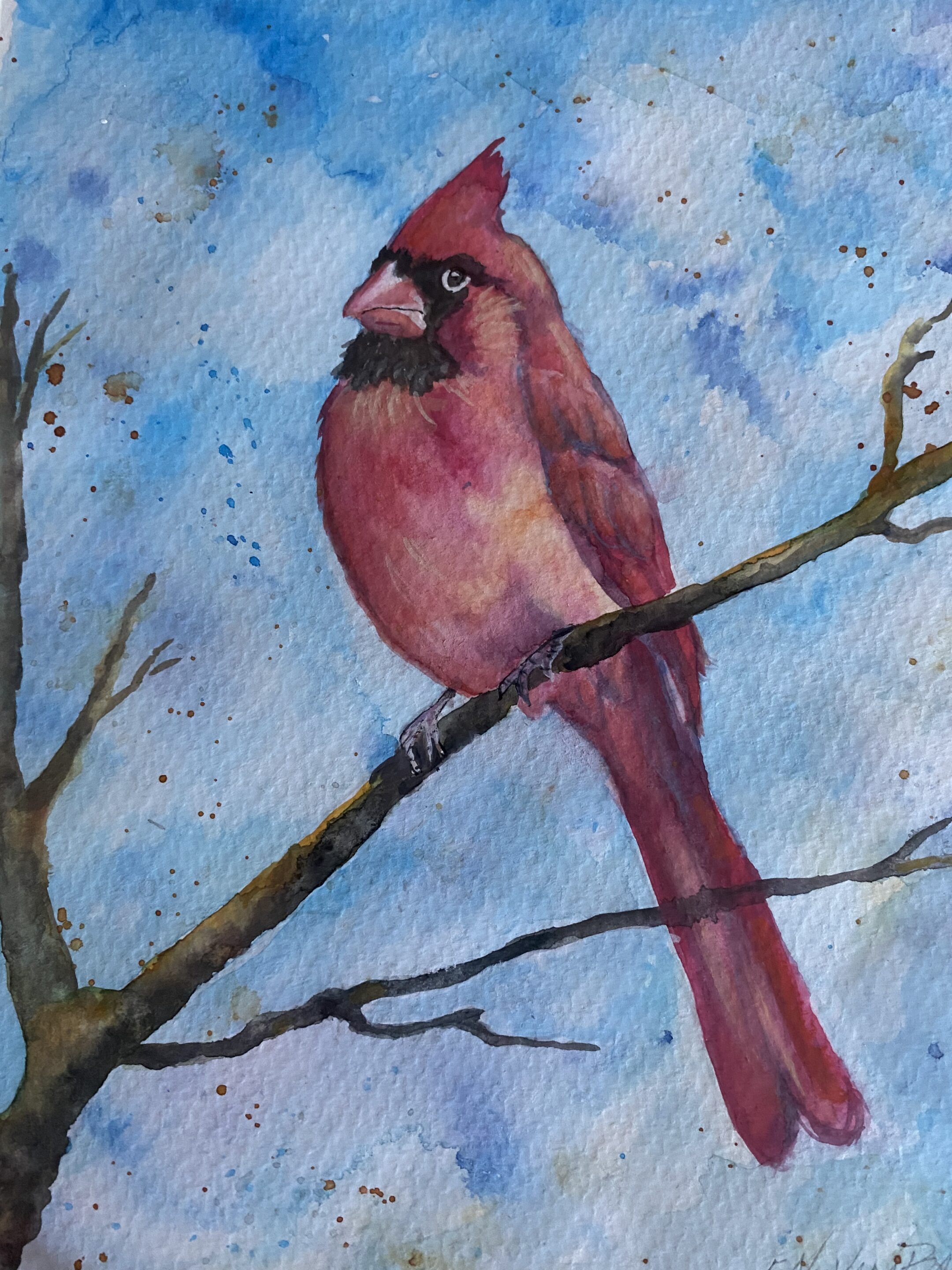 cardinal watercolor vb